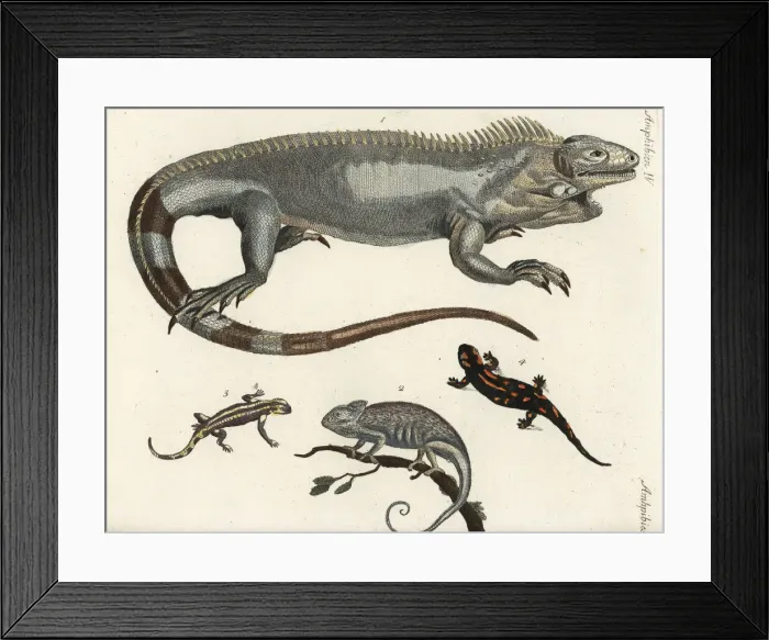Framed Print : Iguana, chameleon and fire salamanders Framed Print : Iguana, chameleon and fire salamanders