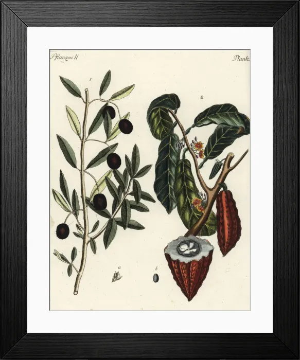 Framed Print : Olive tree and cacao tree Framed Print : Olive tree and cacao tree