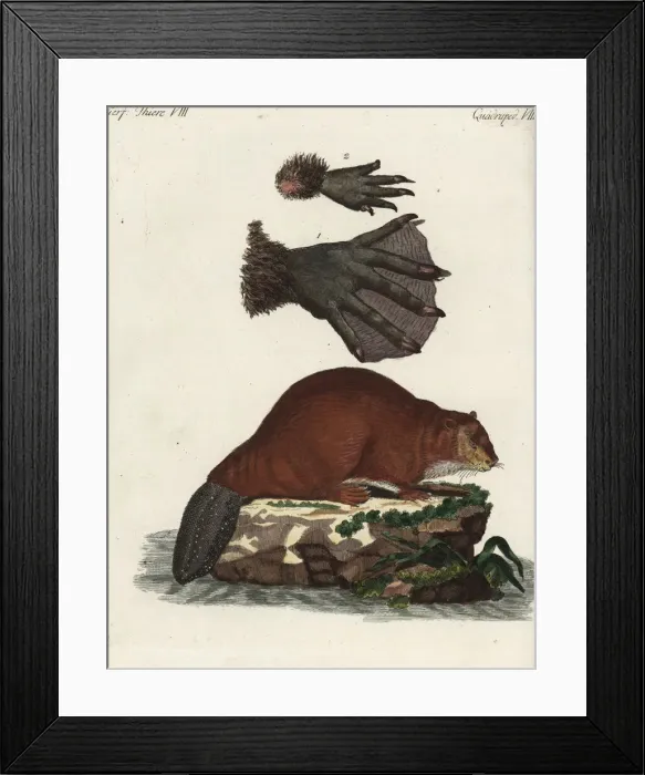 Framed Print : Eurasian beaver, Castor fiber Framed Print : Eurasian beaver, Castor fiber