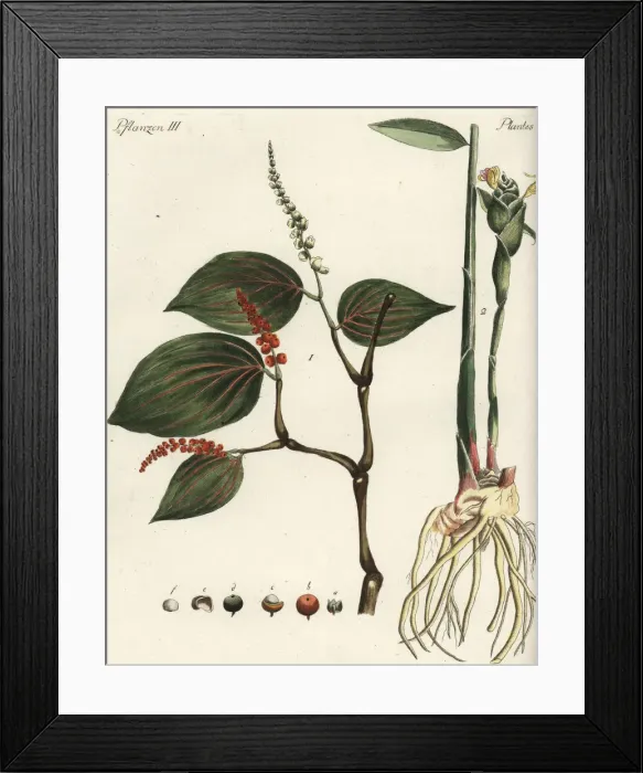 Framed Print : Black pepper and ginger Framed Print : Black pepper and ginger
