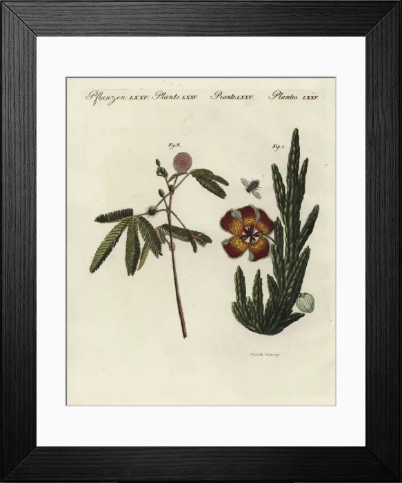 Framed Print : Stapelia and sensitive plant Framed Print : Stapelia and sensitive plant