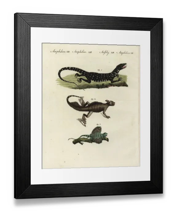 Framed Print : Nile monitor, basilisk and flying lizard Framed Print : Nile monitor, basilisk and flying lizard