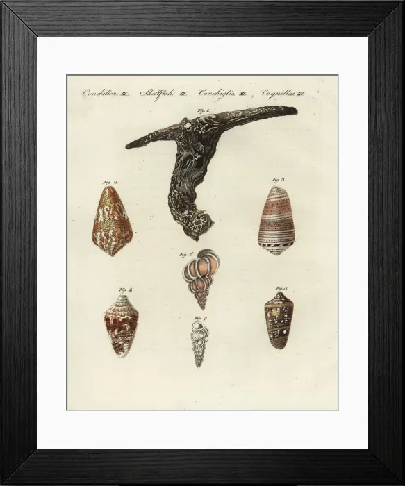 Framed Print : Oyster, cone and wentletrap shells Framed Print : Oyster, cone and wentletrap shells