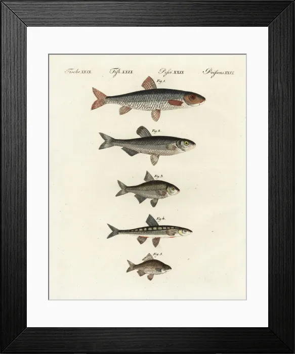 Framed Print : Gudgeon, bleak, spirlin, minnow and Prussian carp Framed Print : Gudgeon, bleak, spirlin, minnow and Prussian carp