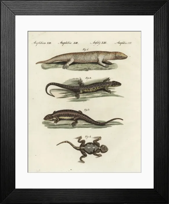 Framed Print : Skink, sand lizard and agama Framed Print : Skink, sand lizard and agama