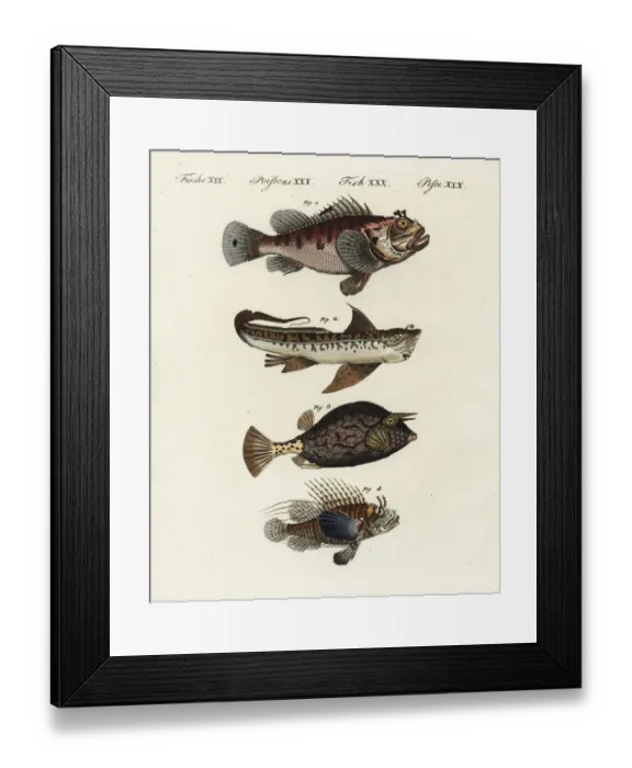 Framed Print : Scorpion fish, rat fish, cowfish and firefish Framed Print : Scorpion fish, rat fish, cowfish and firefish