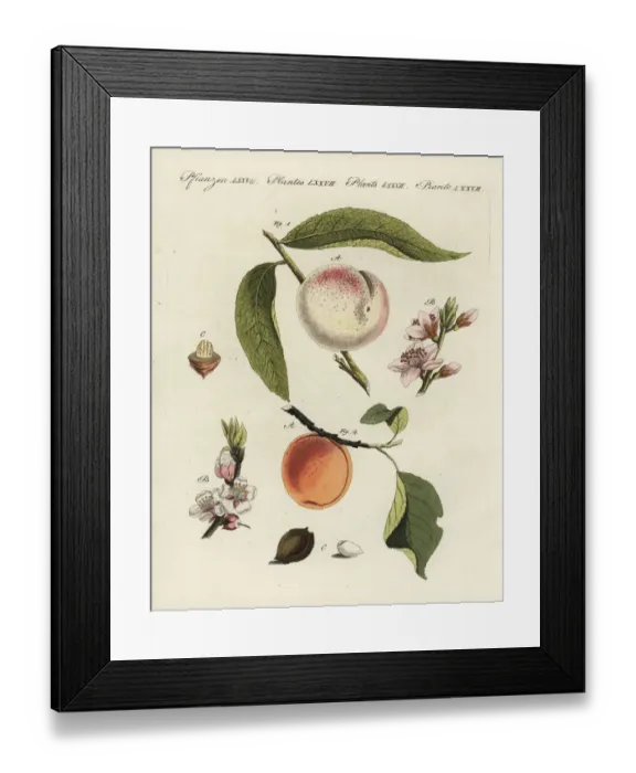 Framed Print : Peach and apricot Framed Print : Peach and apricot