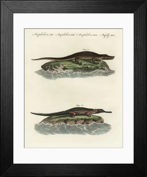 Framed Print : American alligator and gavial Framed Print : American alligator and gavial