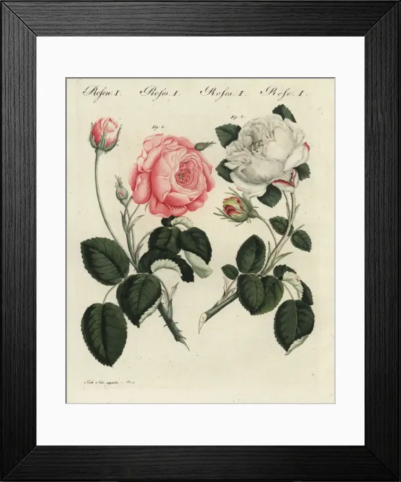 Framed Print : Pink German centifolia rose and white unique rose Framed Print : Pink German centifolia rose and white unique rose