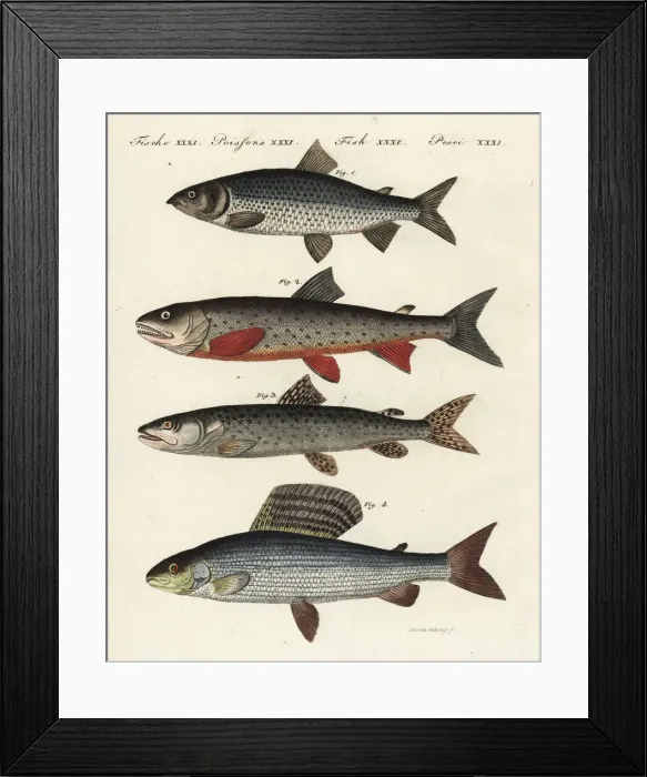 Framed Print : Whitefish, char, Danube salmon and grayling Framed Print : Whitefish, char, Danube salmon and grayling