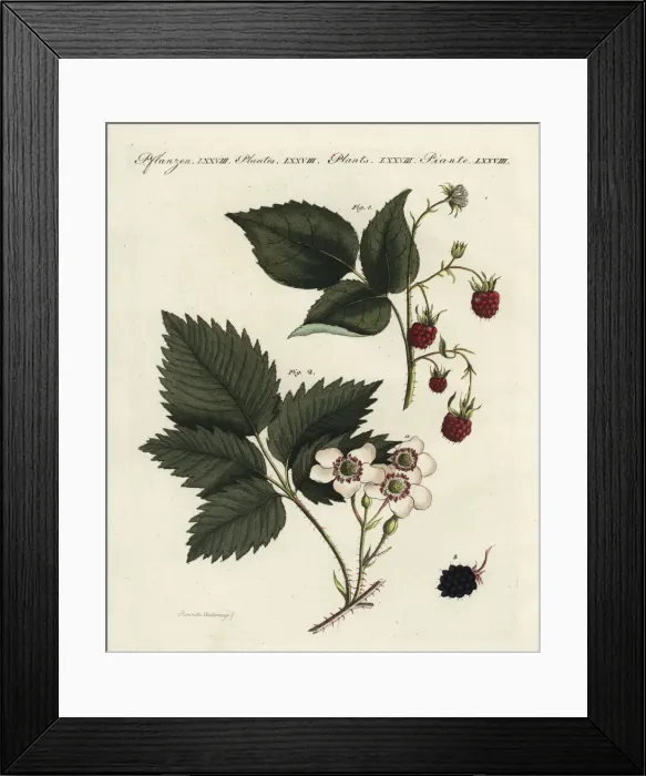 Framed Print : Raspberry and blackberry Framed Print : Raspberry and blackberry