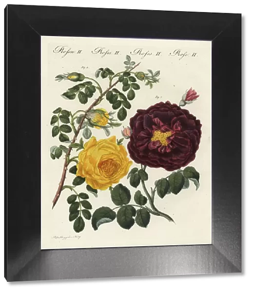 Yellow centifolia rose and purple rose