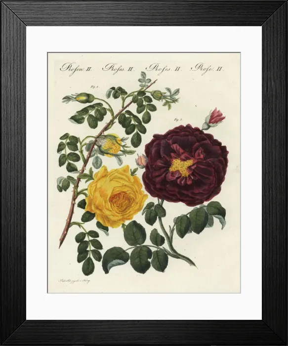 Framed Print : Yellow centifolia rose and purple rose Framed Print : Yellow centifolia rose and purple rose