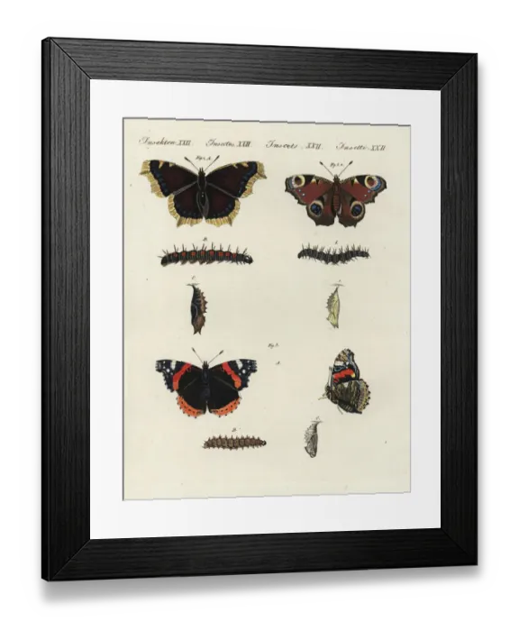 Framed Print : Mourning cloak, peacock and red admiral butterflies Framed Print : Mourning cloak, peacock and red admiral butterflies
