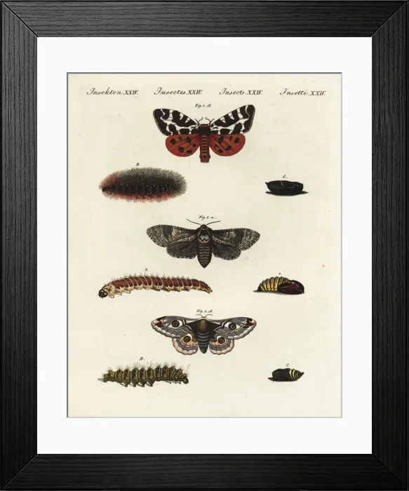 Framed Print : Garden tiger moth, goat moth and small emperor moth Framed Print : Garden tiger moth, goat moth and small emperor moth