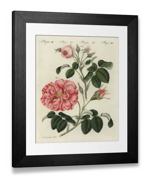 Framed Print : Small pink centifolia rose and Frankfort rose Framed Print : Small pink centifolia rose and Frankfort rose
