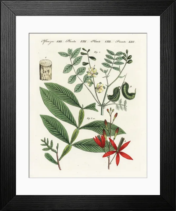 Framed Print : Alexandrian senna and amargo Framed Print : Alexandrian senna and amargo
