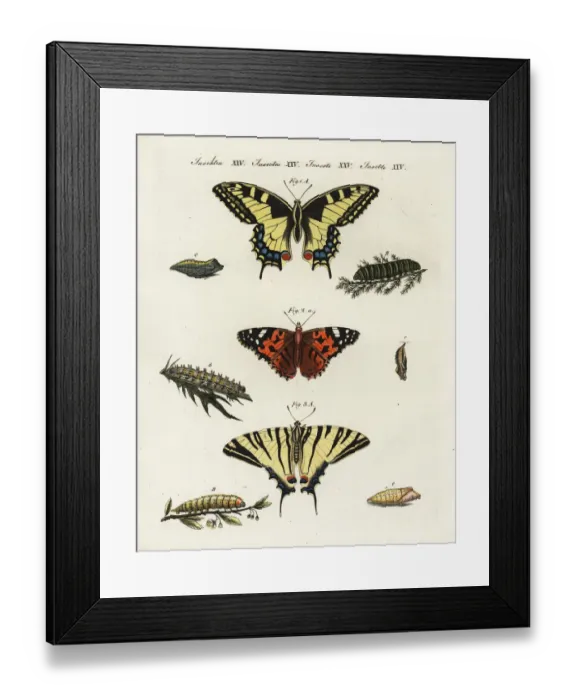 Framed Print : Old world swallowtail, painted lady and scarce Framed Print : Old world swallowtail, painted lady and scarce