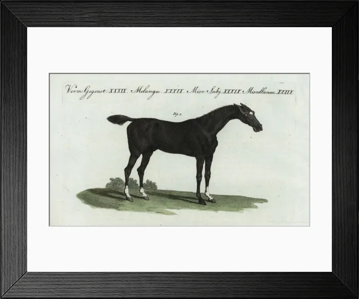 Framed Print : English thoroughbred flat racing horse Framed Print : English thoroughbred flat racing horse