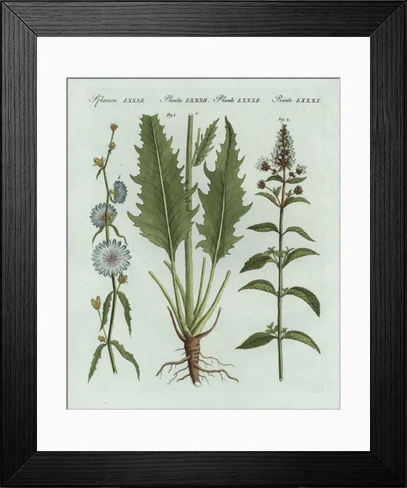 Framed Print : Chicory and peppermint Framed Print : Chicory and peppermint