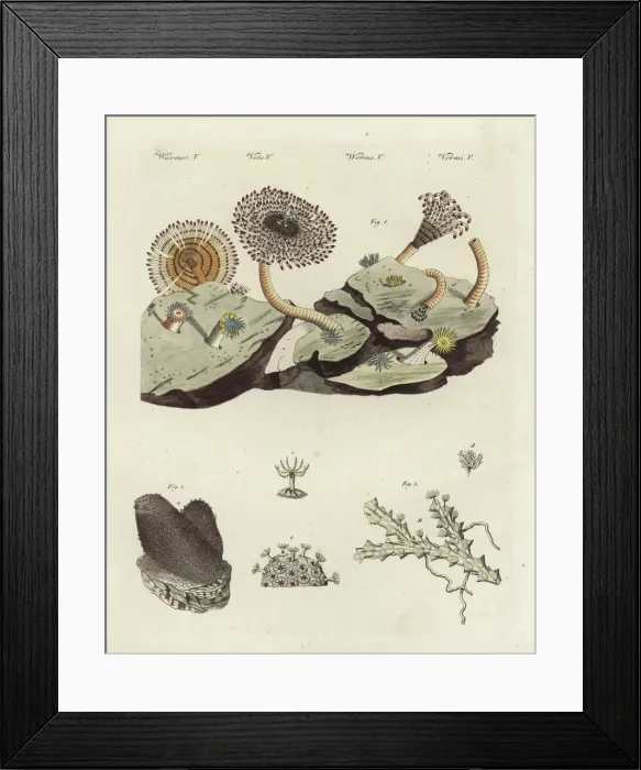 Framed Print : Magnificent feather duster, dead mans fingers Framed Print : Magnificent feather duster, dead mans fingers