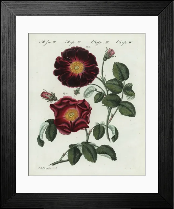 Framed Print : Purple or violacea rose, Rosa holoserica purpurea Framed Print : Purple or violacea rose, Rosa holoserica purpurea