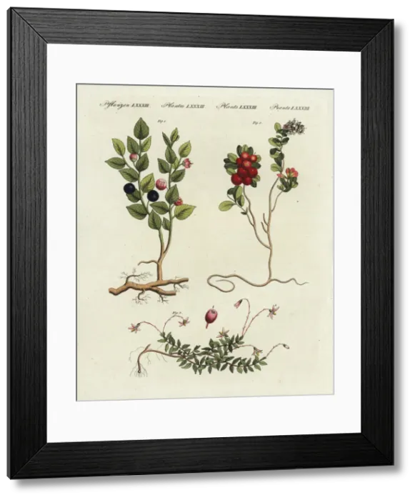 Framed Print : Bilberry, cowberry and cranberry Framed Print : Bilberry, cowberry and cranberry