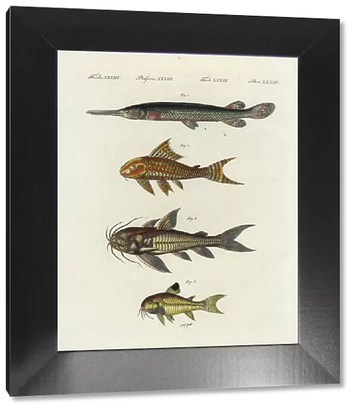 Longnose gar, suckermouth, Raphael and spotted catfish