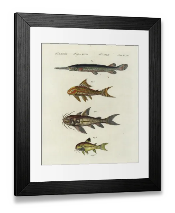 Framed Print : Longnose gar, suckermouth, Raphael and spotted catfish Framed Print : Longnose gar, suckermouth, Raphael and spotted catfish