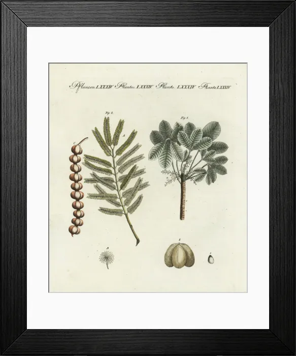 Framed Print : Rubber tree and gum arabic tree Framed Print : Rubber tree and gum arabic tree