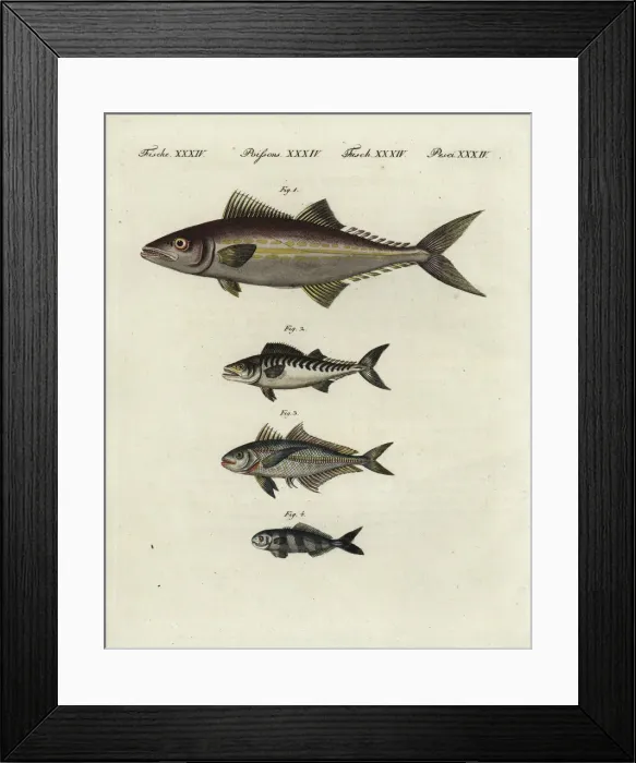 Framed Print : Painted mackerel, bonito, bigeye scad and pilotfish Framed Print : Painted mackerel, bonito, bigeye scad and pilotfish