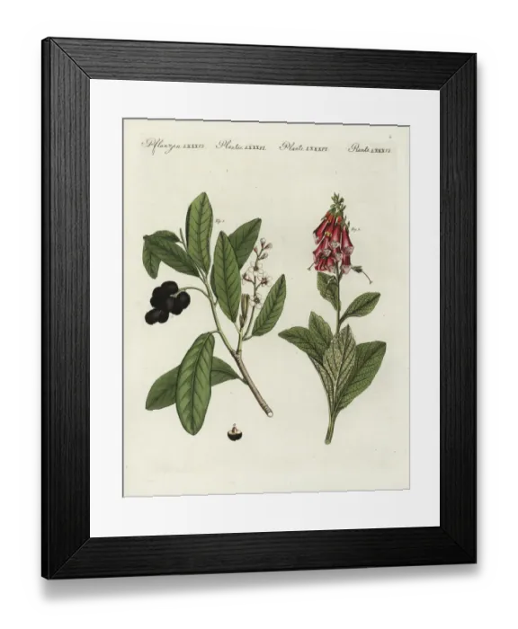 Framed Print : Cherry laurel and foxglove Framed Print : Cherry laurel and foxglove