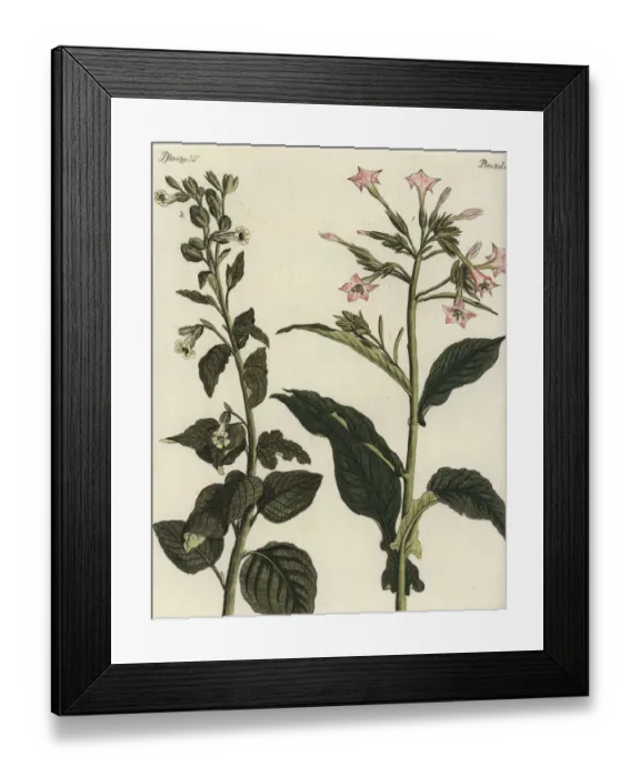 Framed Print : Virginian and wild tobacco Framed Print : Virginian and wild tobacco