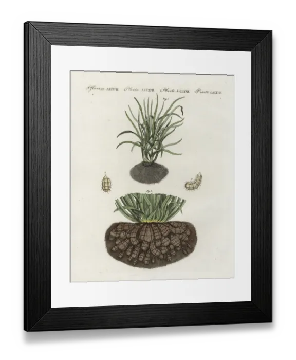 Framed Print : Chufa or tigernut sedge, Cyperus esculentus Framed Print : Chufa or tigernut sedge, Cyperus esculentus