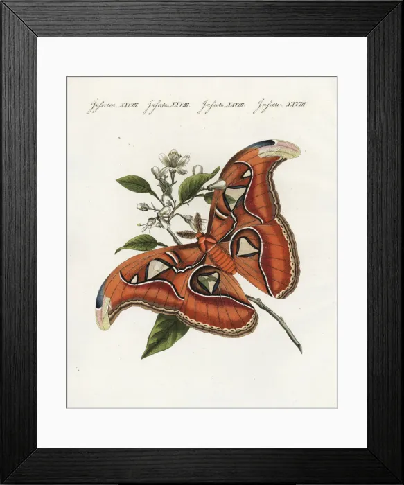 Framed Print : Atlas moth, Attacus atlas Framed Print : Atlas moth, Attacus atlas
