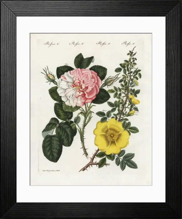 Framed Print : Damask rose and single yellow rose Framed Print : Damask rose and single yellow rose
