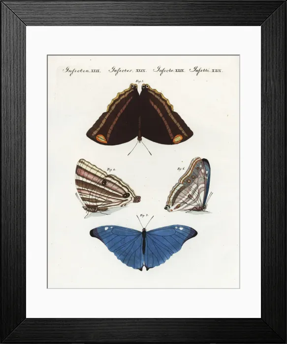 Framed Print : Exotic butterflies of Surinam Framed Print : Exotic butterflies of Surinam