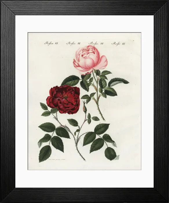 Framed Print : Pink and crimson everblooming roses, Rosa semperflorens Framed Print : Pink and crimson everblooming roses, Rosa semperflorens