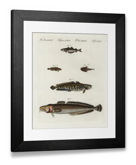 Framed Print : Pollack, ling, burbot and oyster toadfish Framed Print : Pollack, ling, burbot and oyster toadfish