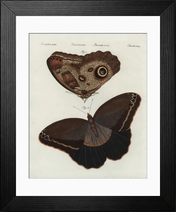 Framed Print : Forest giant owl butterfly, Caligo eurilochus Framed Print : Forest giant owl butterfly, Caligo eurilochus