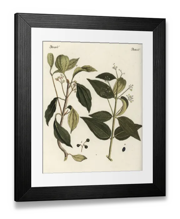 Framed Print : Cinnamon and camphor trees Framed Print : Cinnamon and camphor trees