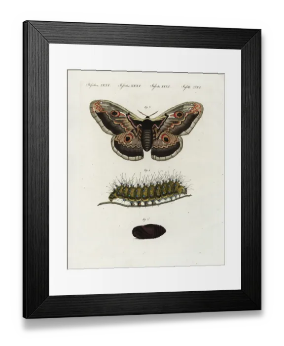 Framed Print : Giant peacock moth, Saturnia pyri Framed Print : Giant peacock moth, Saturnia pyri