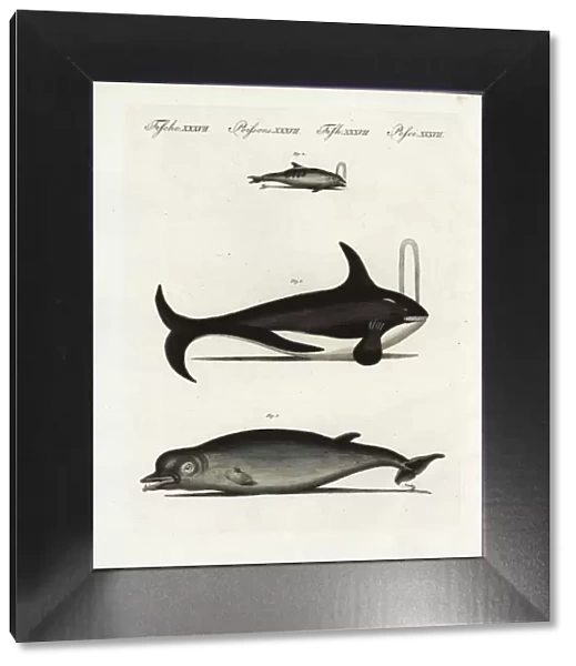 Fin whale, bottlenose dolphin and bottle-nosed whale