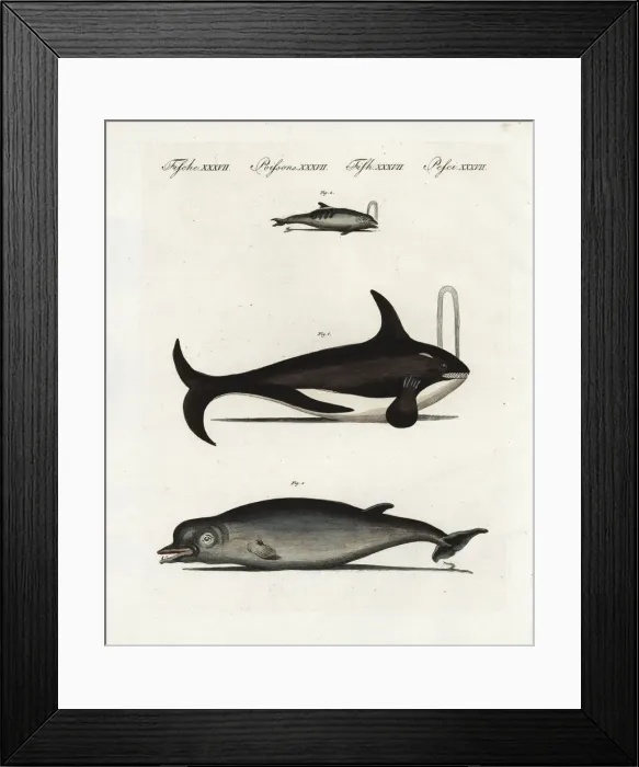 Framed Print : Fin whale, bottlenose dolphin and bottle-nosed whale Framed Print : Fin whale, bottlenose dolphin and bottle-nosed whale