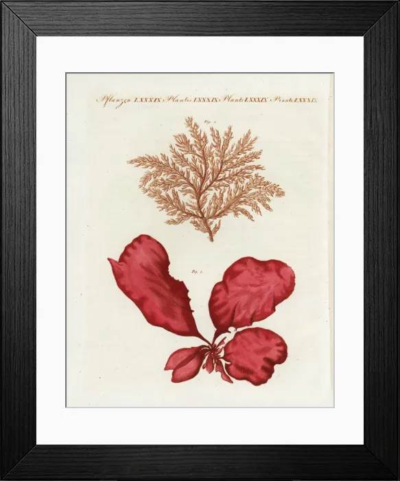 Framed Print : Red seaweed and sea lettuce Framed Print : Red seaweed and sea lettuce