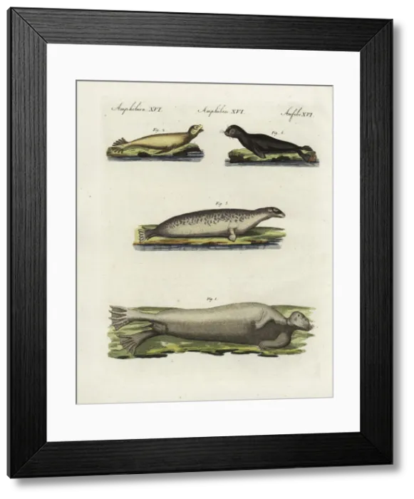 Framed Print : Seals and sealions Framed Print : Seals and sealions