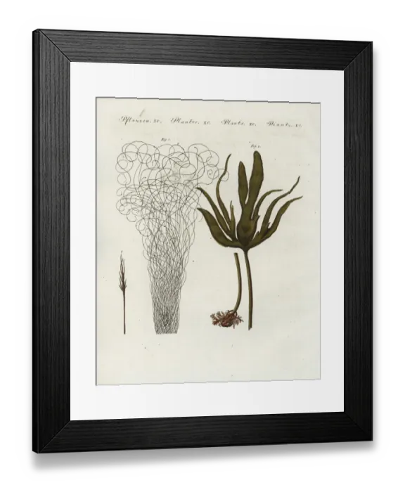Framed Print : Dead mans rope and kelp Framed Print : Dead mans rope and kelp