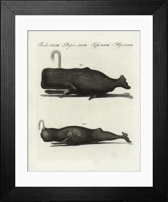 Framed Print : Sperm or trump whale, Physeter macrocephalus Framed Print : Sperm or trump whale, Physeter macrocephalus