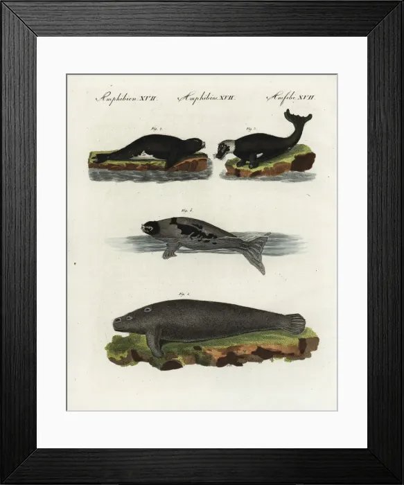 Framed Print : African manatee, harbour seal and harp seal Framed Print : African manatee, harbour seal and harp seal