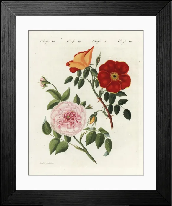 Framed Print : Austrian copper rose and white virgin rose Framed Print : Austrian copper rose and white virgin rose